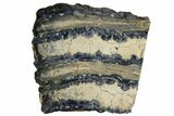 Mammoth Molar Slice With Case - South Carolina #144248-1